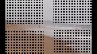 ორი Black ლორენ ფილიპსი.